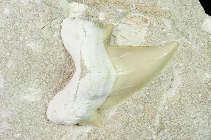 Otodus Shark Tooth Fossil in Rock - Eocene #135844